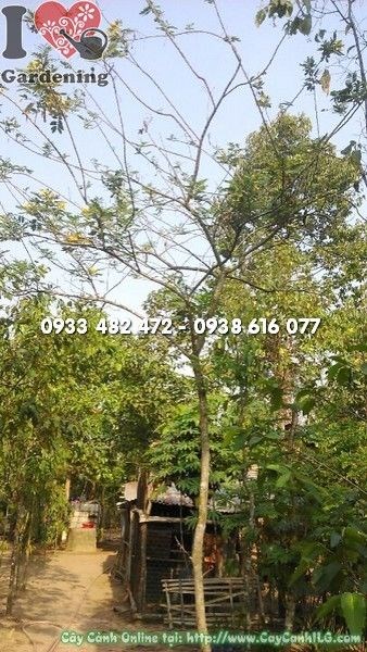 Cây Điệp Vàng Ms 22161 – Thân gỗ vững, tán xanh rộng