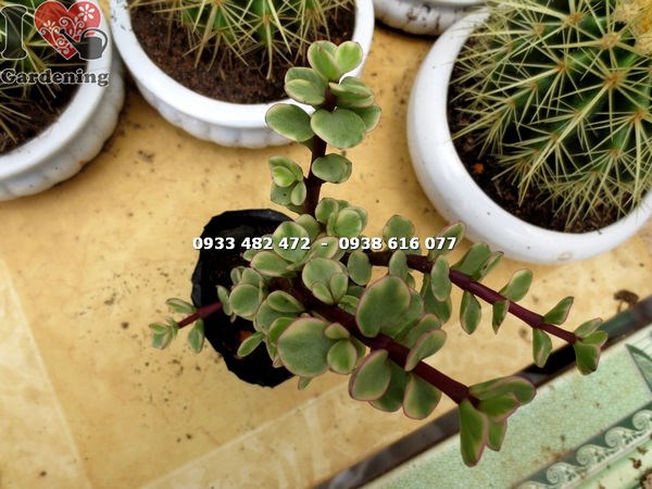 Chăm sóc cây đô la trắng nhỏ tưới nước ánh sáng phân bón