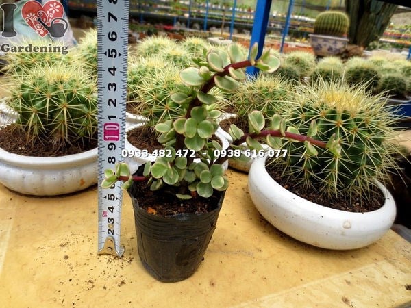 Cây đô la trắng nhỏ phong thủy tài lộc trang trí quán cafe nhà hàng