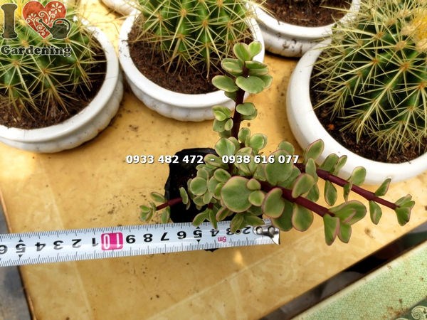 Hình ảnh thực tế cây đô la trắng nhỏ Ms 14154 tại vườn ILG