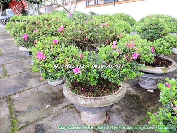Thân gốc cây đỗ quyên bonsai 70cm khỏe đẹp