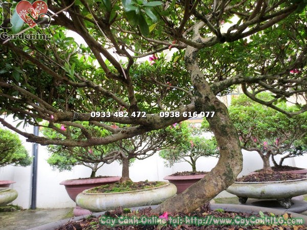 Cây đỗ quyên bonsai cao 75cm ms 12933 dáng cổ thụ tán đẹp
