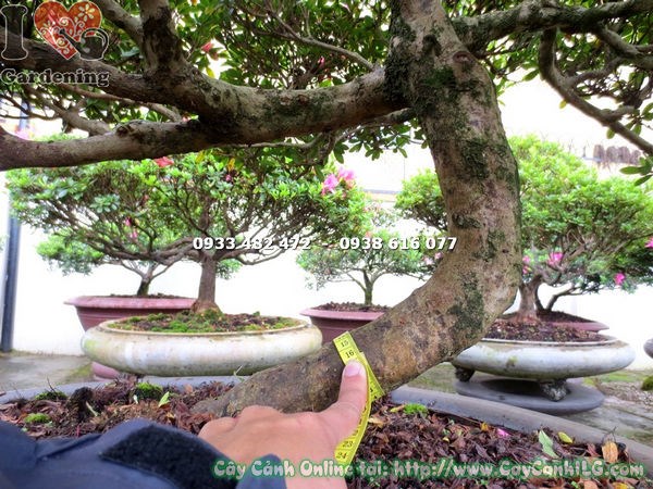 Đặc điểm thân gốc đỗ quyên bonsai 75cm ms 12933