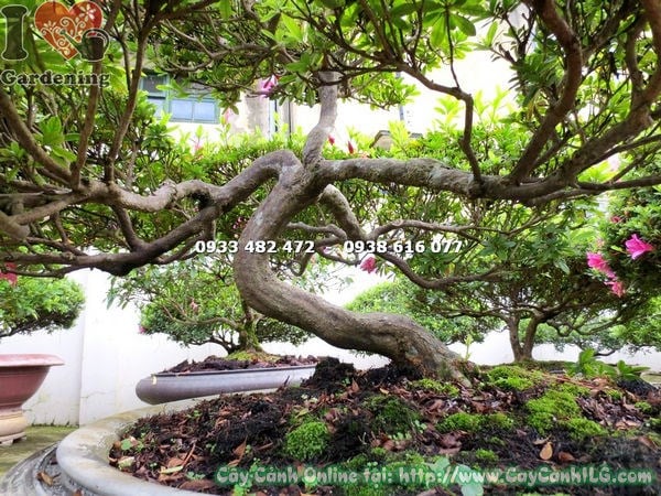 Cây đỗ quyên bonsai đẹp cao 70cm hoa rực rỡ tán xanh đều Ms 13003