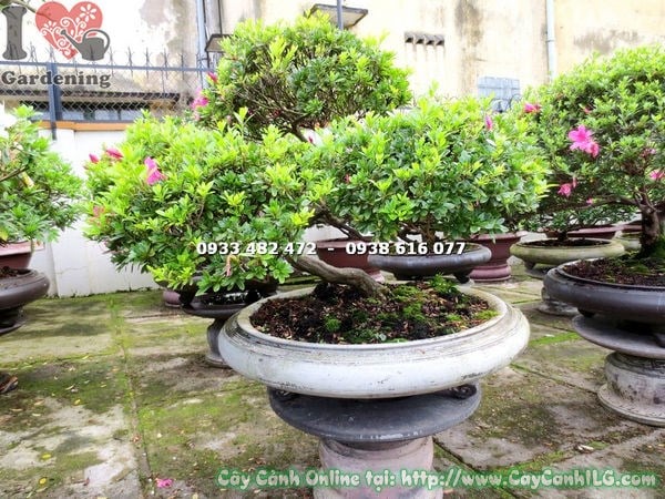 Đặc điểm cây đỗ quyên bonsai đẹp cao 70cm Ms 13003 dáng xiên đẹp
