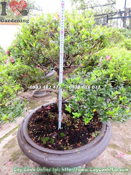 cây đỗ quyên bonsai cao 75cm công dụng cảnh quan phong thủy đẹp