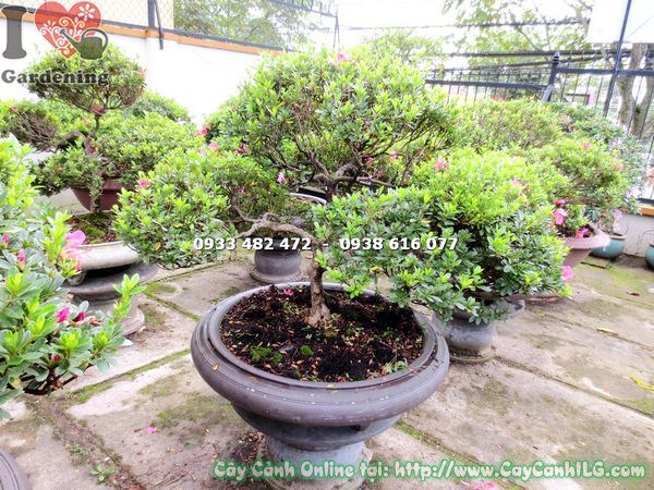 cây đỗ quyên bonsai cao 75cm gốc đẹp tán xanh mướt