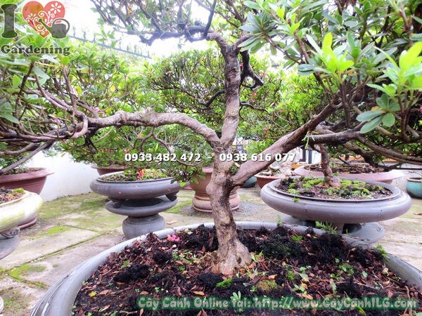 cây đỗ quyên bonsai 75cm hoa đẹp rực rỡ chăm sóc đúng cách