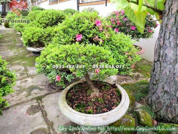 Cây đỗ quyên bonsai đẹp cao 85cm tán rộng gốc chắc Ms 13016