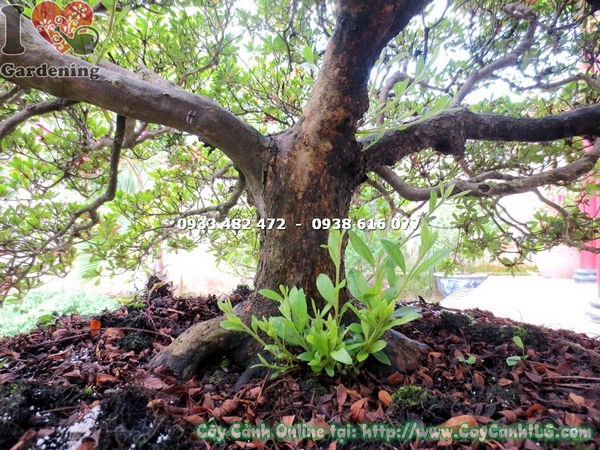 Đỗ quyên bonsai 90cm phong thủy gốc lớn tán đẹp hoa đỏ