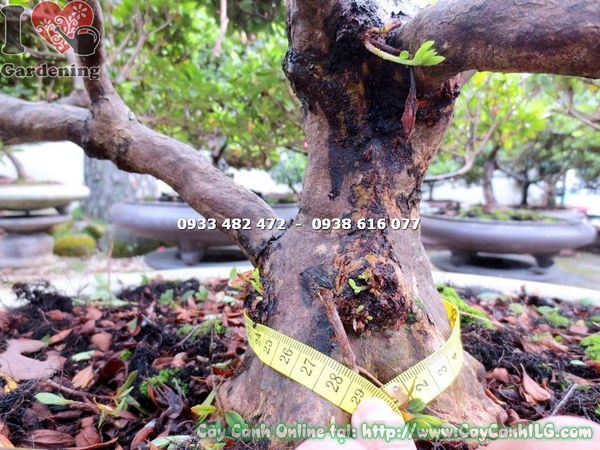 Dáng bonsai đỗ quyên hoa hồng cao 65cm gốc chắc tán đẹp