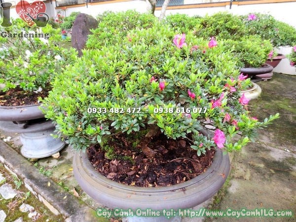 Cây đỗ quyên bonsai hoa hồng đậm cao 55cm tán đẹp