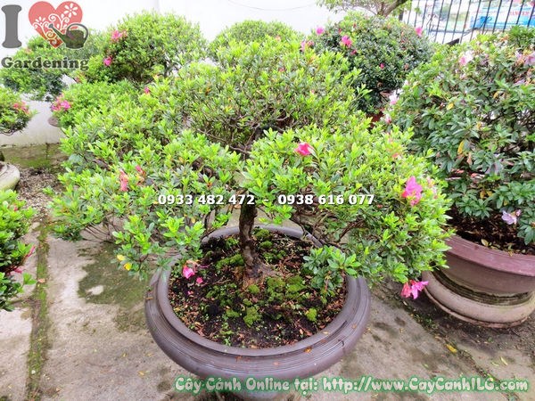 Cây đỗ quyên bonsai hoa hồng đậm tán rộng đều cao 75cm ILG