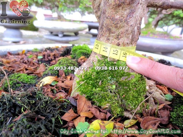 Cây đỗ quyên bonsai hoa hồng phấn 60cm đẹp – vườn ILG