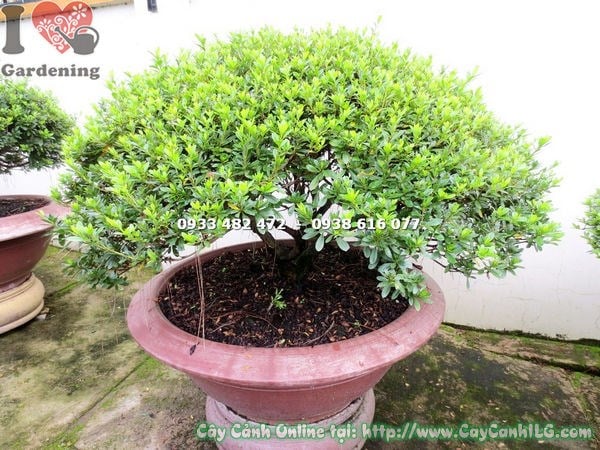 Đặc điểm cây đỗ quyên bonsai tán đẹp cao 70cm lá xanh hoa rực rỡ gốc đẹp