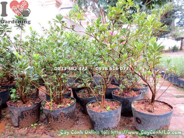 Cây đỗ quyên cao 60cm Ms 14687 – hình ảnh thực tế tại vườn ILG