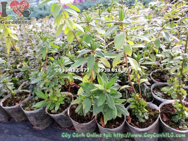 Cây đỗ quyên giống cao 20cm – cây con khỏe mạnh, rễ tốt, thích hợp trồng đại trà