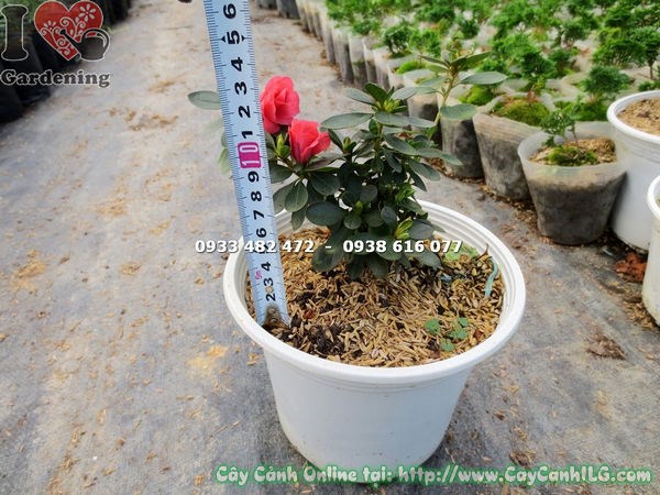 Cây đỗ quyên hoa đỏ cao 12cm – cây con giống chất lượng