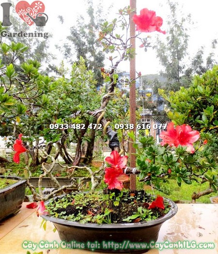 Cây Đỗ Quyên Hoa Đỏ Mini Bonsai Cao 35cm dáng bonsai đẹp