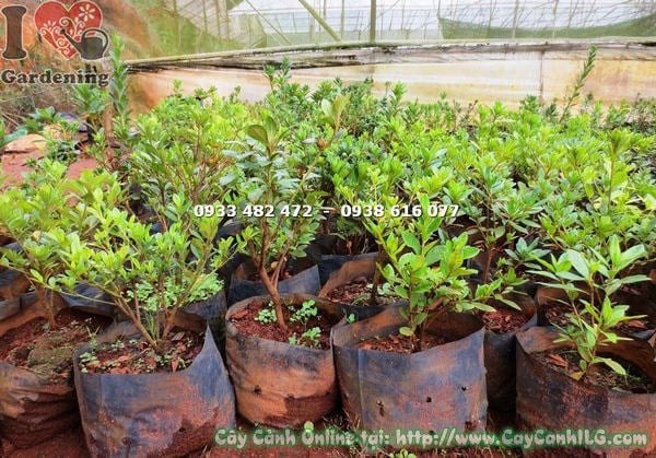 Cây đỗ quyên hoa kép bụi nhỏ trong chậu đẹp