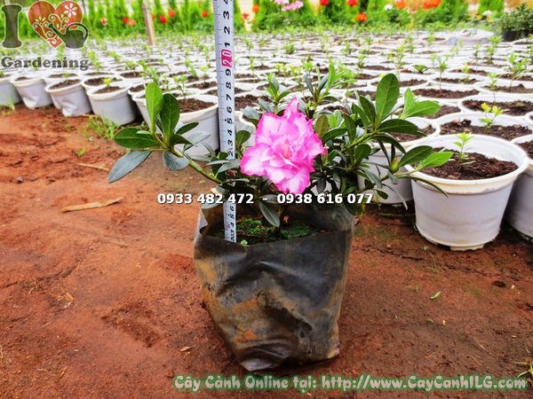Chi tiết hoa kép đỗ quyên bụi nhỏ màu hồng đẹp