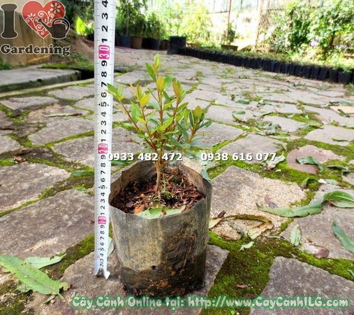 Chăm sóc tưới nước cây đỗ quyên Phú Quốc đúng cách