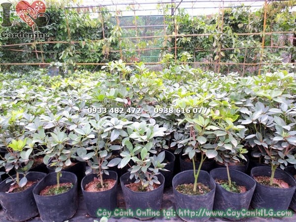 Cây đỗ quyên Úc nở hoa rực rỡ dưới ánh sáng tự nhiên