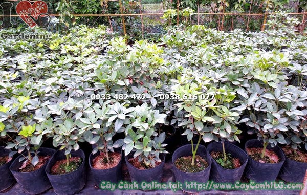Cây đỗ quyên Úc trồng hàng rào cảnh quan đẹp