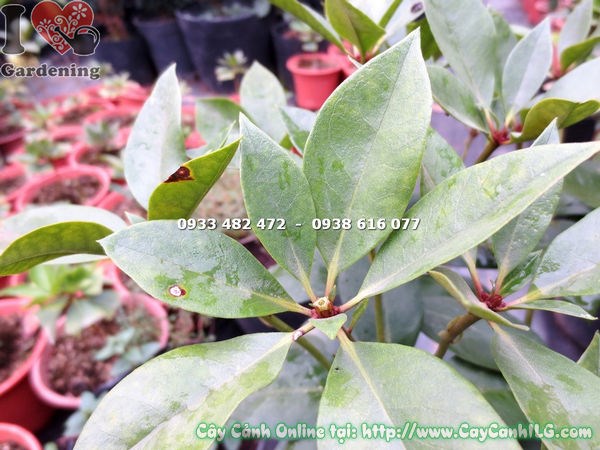 Cây đỗ quyên Úc cao 45cm tán lá xanh bóng đều