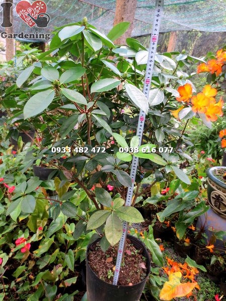Cây đỗ quyên Úc cao 90cm lá xanh bóng hoa cam nổi bật