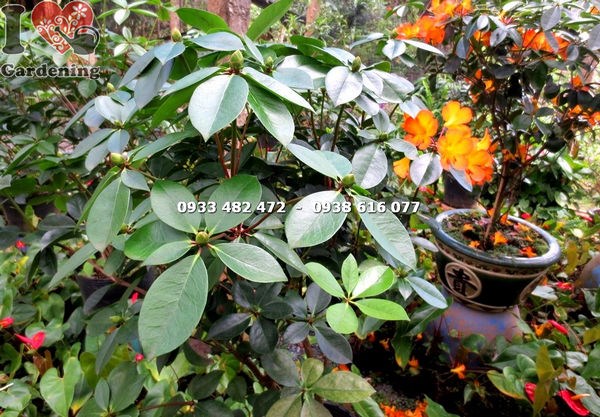 Cây đỗ quyên Úc 90cm trang trí sân vườn đẹp