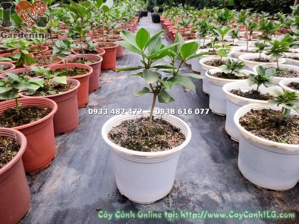 Cây đỗ quyên úc giống cao 20cm - cây con khỏe mạnh Ms 13177