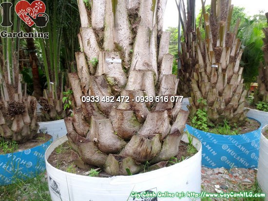 Cây dừa dầu 0,7m - thân cọ đặc trưng, tán lá xanh mướt