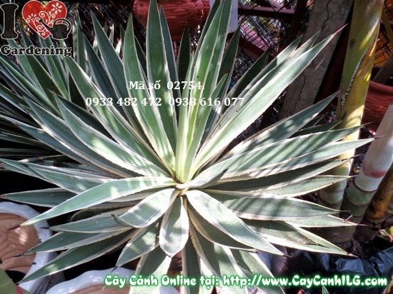 Cây dứa gai cao 55cm tại vườn ILG