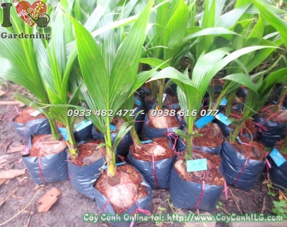 Hình ảnh cây dừa giống cao 40cm Ms 18541 tại vườn ILG