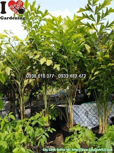 Cây đủng đỉnh 1m7 tại vườn ILG – lá xanh bóng khỏe mạnh