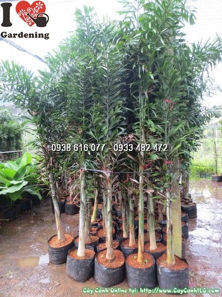 Cây đủng đỉnh cao 2m trong ánh sáng tự nhiên