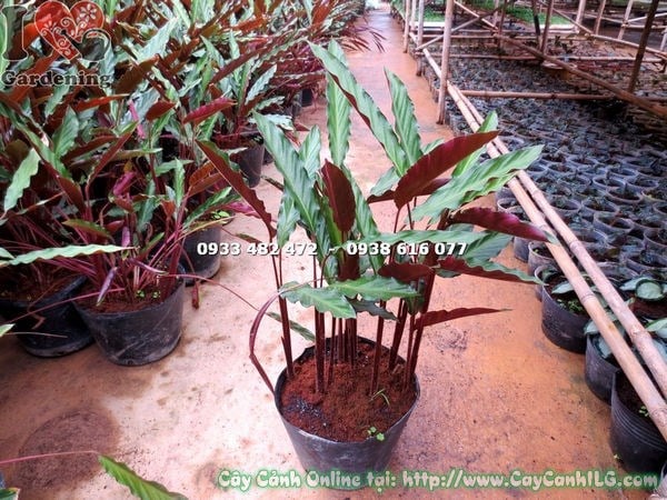Cây đuôi phụng lá trơn loại mới 50cm – lá khỏe mạnh, không sâu bệnh