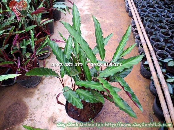 Cây đuôi phụng lá trơn loại mới phát triển sum sê sau thời gian chăm sóc