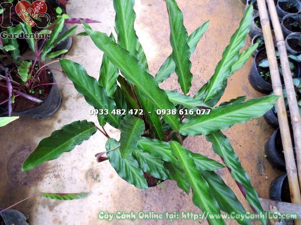 Vườn cây ILG cung cấp đuôi phụng lá trơn loại mới đủ kích thước, sỉ lẻ toàn quốc