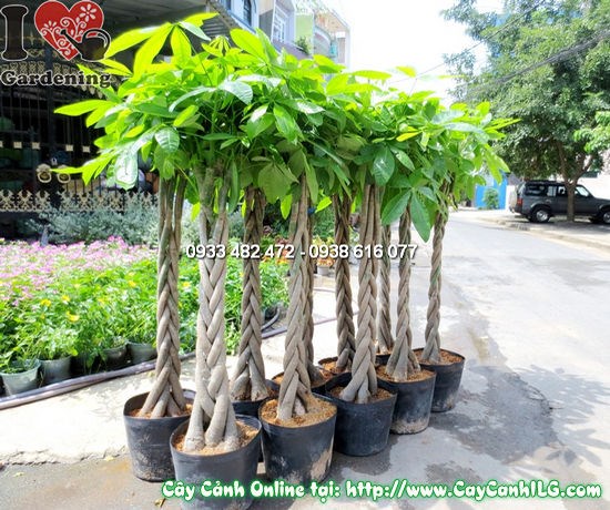 Cây Đuôi Sam cao 130cm khỏe mạnh, lá bóng không sâu bệnh tại vườn ILG