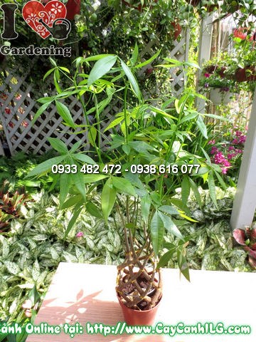 Cây Đuôi Sam dưới ánh sáng tự nhiên – lá xanh bóng, phát triển mạnh