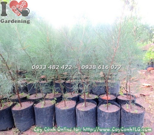 Cây dương giống cao 1m Ms 18490 – ILG cung cấp sỉ lẻ
