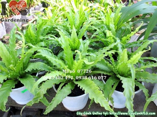 Lá dương xỉ giống mới xanh mướt tươi tốt