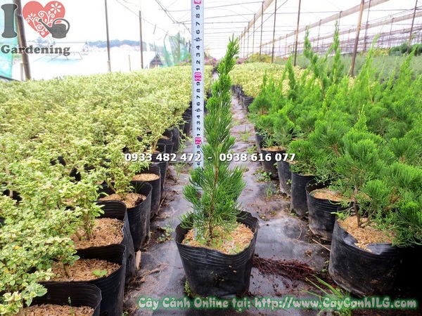 Cây Duyên Tùng giống – nhân giống bằng giâm cành tại vườn ILG