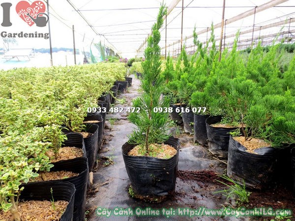 Phòng trừ sâu bệnh cây Duyên Tùng – lá khỏe mạnh, xanh bóng