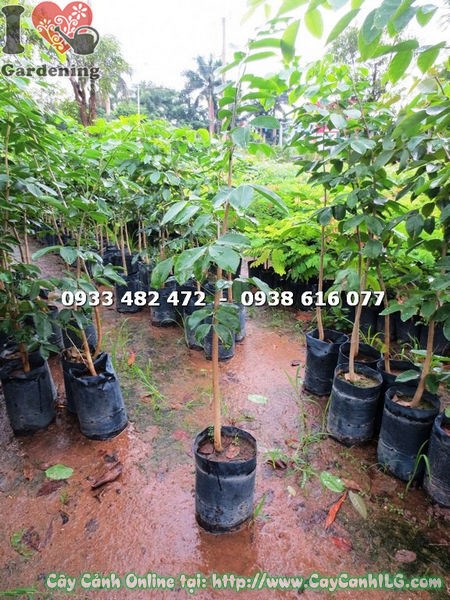 Cây giáng hương cao 1m4 hoa vàng đẹp – Ms 17609 ILG