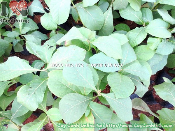 Cây Giá Tỵ cao 1m4 – kích thước phù hợp trồng cảnh quan và lâm nghiệp