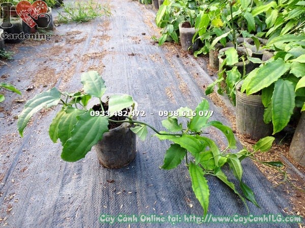 Cây giống hàm cọp vàng trồng leo giàn, cổng nhà