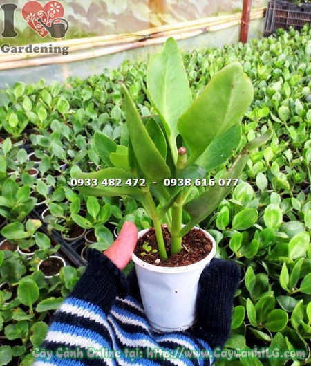 Cây giống thuốc bỏng hoa đơn cao 10cm – Ms 16681